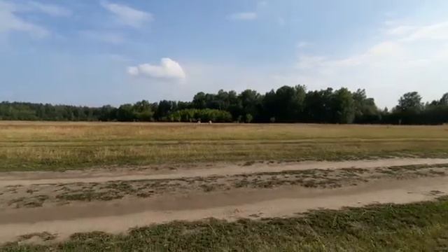 русские псовые борзые борзые на курсинге ушли в точку. Тренировка борзых за механическим зайцем.