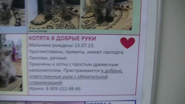 Доска бъявлений о животных в ветклинике Бемби. Ноябрь 2023 смотреть онлайн