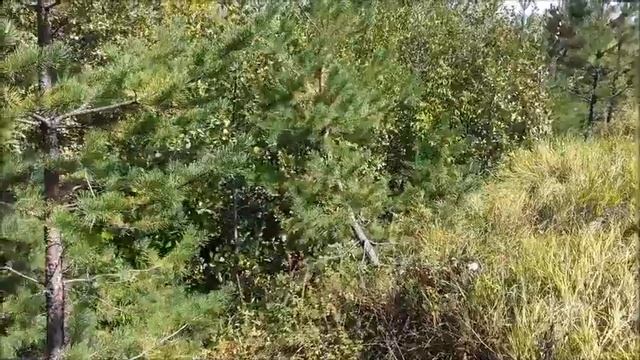 Поездка в с Троицкое Сызранского района... реставрация Троицкой церкви смотреть онлайн