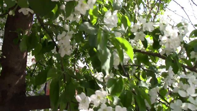 Пчёлы собирают нектар и пыльцу смотреть онлайн