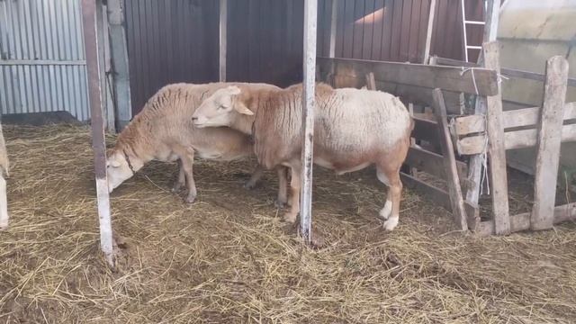 Спаривание Элитных Катумских барана и овцы (архив 1,5 летней давности) смотреть онлайн