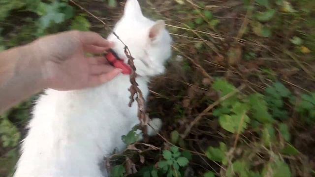 кот на улице. кот на прогулке. кот боится гулять. кот в траве. котенок по имени Айс ? Смешные коты. смотреть онлайн