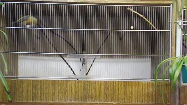 Клест сосновик смотреть онлайн