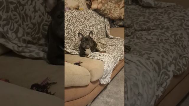 #бульдог #зверь #собаки #француз #французкийбульдог #bulldog #dog #puppy #французскийбульдог #юмор смотреть онлайн