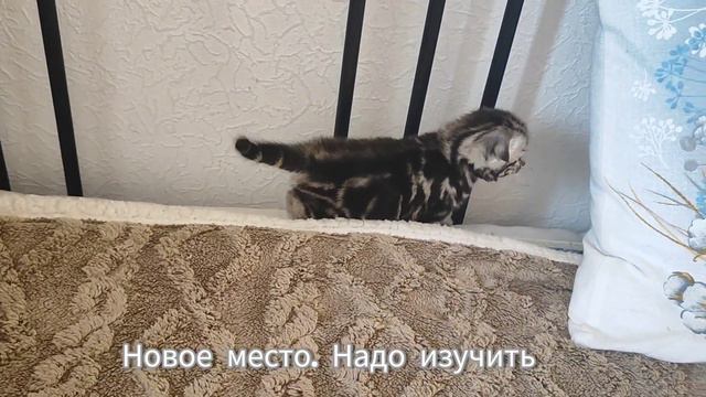 Шотландская девочка. Котенок #животные #екатеринбург #котенок смотреть онлайн