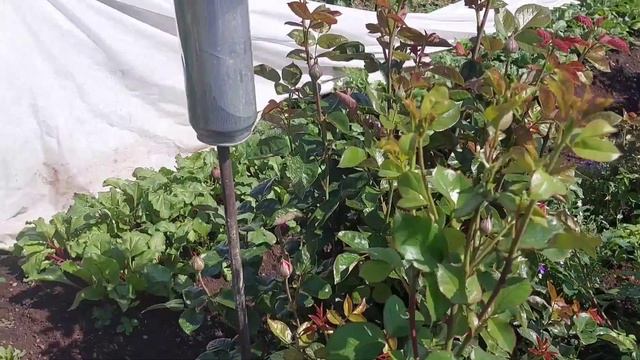 🏡Мы на даче.Долгожданное цветение Бартзеллы и Коралл Шарм.Зацветают потихонечку мои розочки🌹 смотреть онлайн