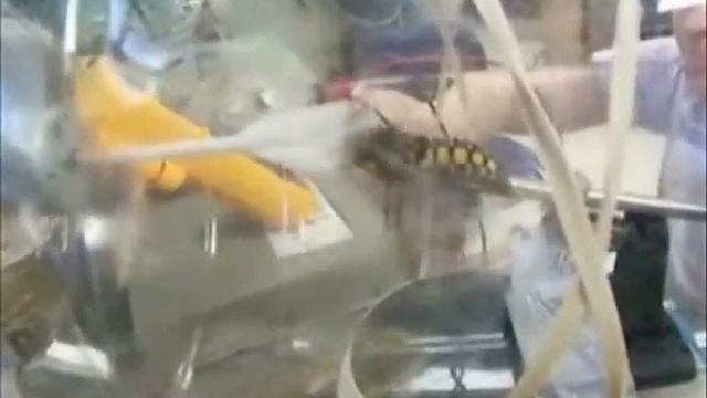 Custom made agitator used to mechanically stimulate a continuous flight response смотреть онлайн