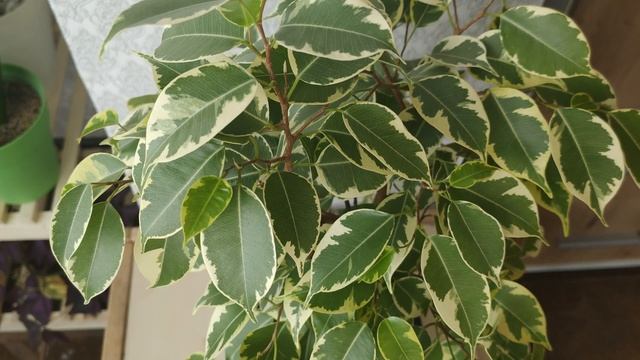 Фикус Бенджамина Голден Кинг и Биннендийка Амстел Грин Голд. Весенняя пересадка. Особенности фикусо