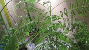 Жакаранда мимозолистная. Цветение- просто чудо, но стоит ли его ждать в домашних условиях ?