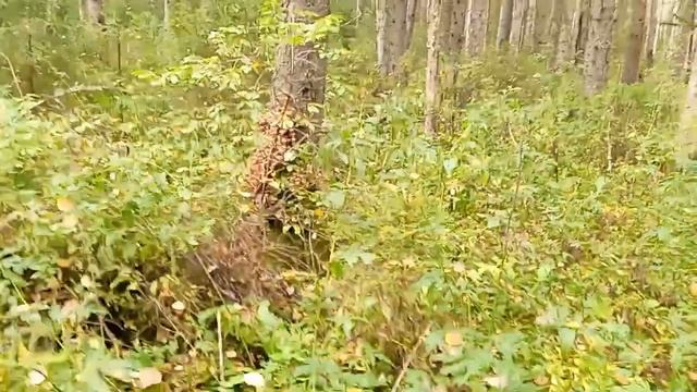 Поход в лес за опятами 2021 смотреть онлайн