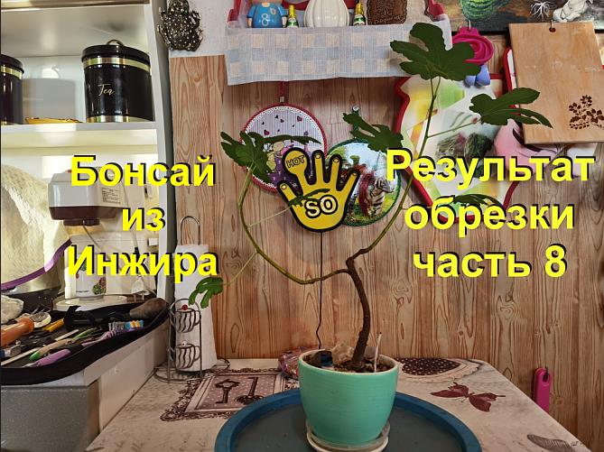 Результат обрезки инжира. Бонсай из Инжира с самого начала часть 8