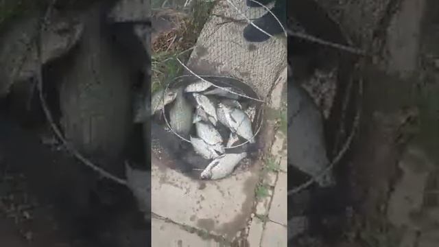 Рыбалка Астана Есіл смотреть онлайн