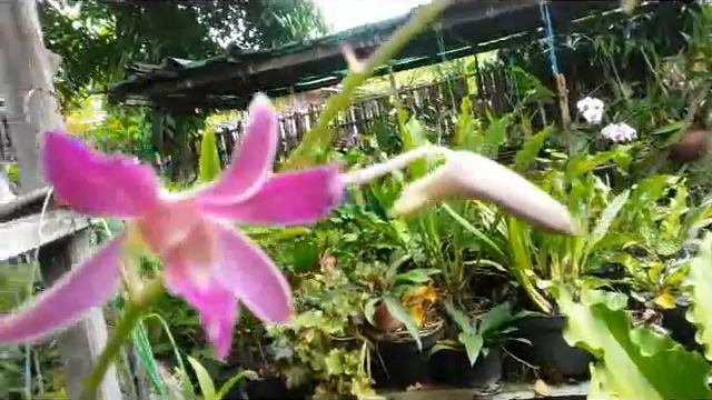 New Sipkes Den + Phal Orchids (Dedicated to all my Subscribers) смотреть онлайн