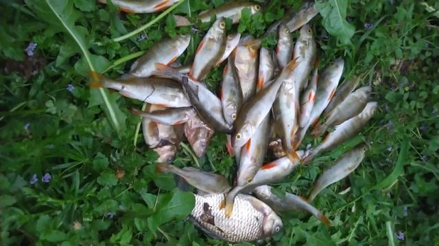 Рыбалка в Москве в Свиблово (СВАО) 20.05.2023: показываю утренний улов (КОША4ЬЯ РАДОСТЬ😄😍💕 🐈30 рыбо смотреть онлайн