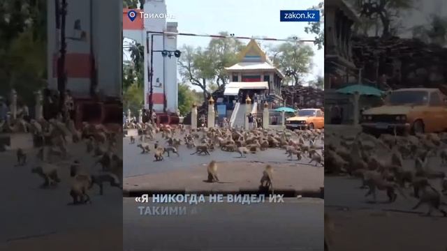 Сотни обезьян в Таиланде сражались за один банан смотреть онлайн