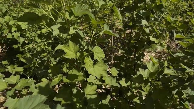 Обработка смородины горячей водой осенью - результаты. смотреть онлайн