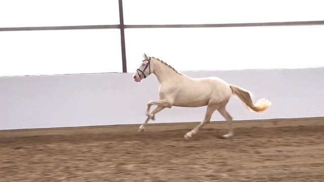 COLOUR ME GOLD 5j. Cremellowallach v. Casino de Luxe - FS Champion de Luxe смотреть онлайн