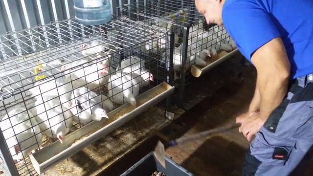 Сколько помёта от бройлеров в сутки смотреть онлайн