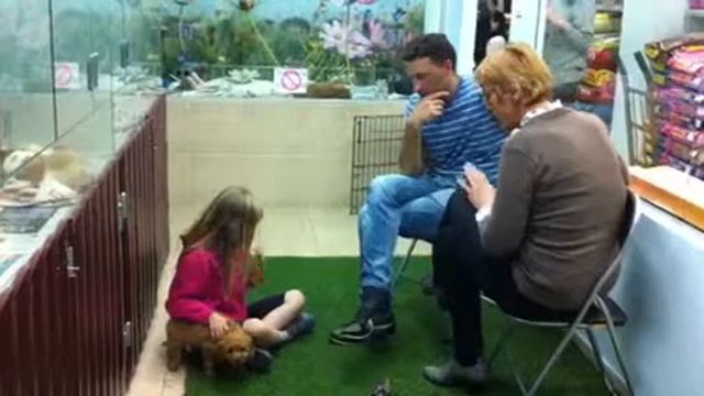 Собаки на продажу |Небольшие Щенки 5 смотреть онлайн