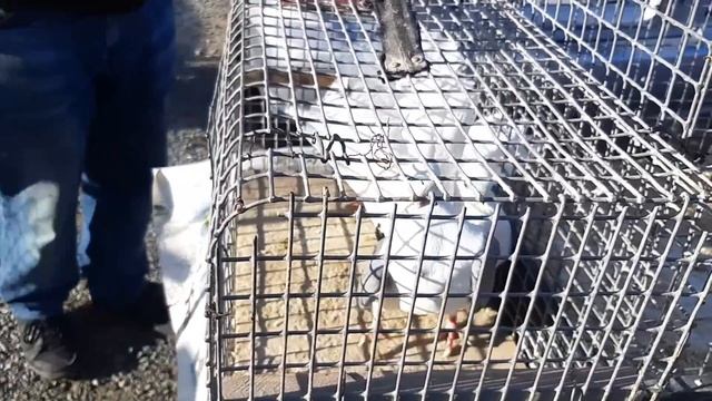 20 000 рублей ??. Самая дорогая пара голубей на ярмарке в Ростове на Дону. Птичий рынок Аксай. смотреть онлайн