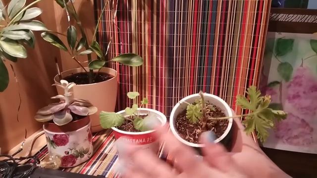 Мои комнатные растения Декабрь 2018 смотреть онлайн