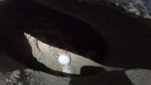 Кладка яиц Гигантской Кожистой Черепахи(Leatherback Turtle) смотреть онлайн