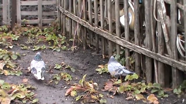 Николаевские голуби смотреть онлайн