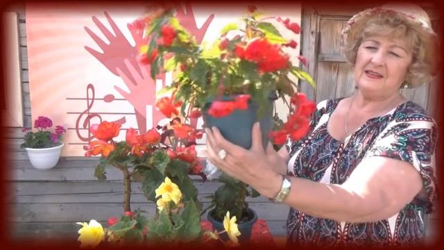 ✿ღ ✿Красавица бегония цветение летом Полив,подкормка во время цветения бегонии ✿ღ ✿ смотреть онлайн