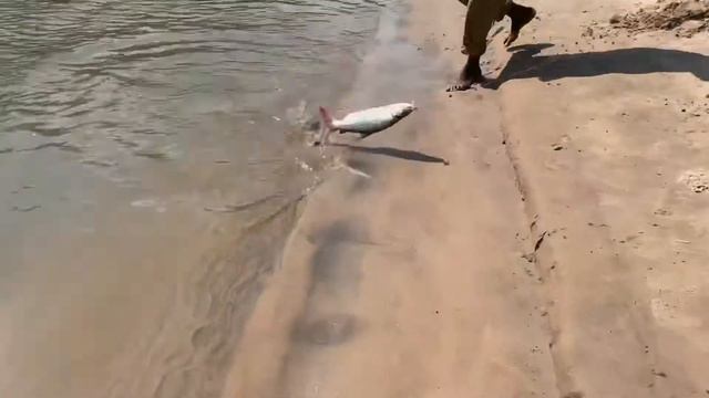 SAFARI FISHING IN TANZANIA Рыбалка на сафари в Танзании смотреть онлайн