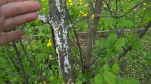 Чем опасны трутовики в саду?Трутовики ( щелелистник ,гребенщик )на сливе.Как бороться?