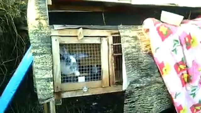 Крольчатам 7 дней! Обзор кроликового хозяйства! Фландры, калифы, помесь, кролики растут и все норм смотреть онлайн