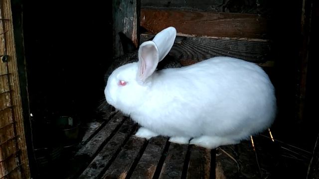 Новая случка крольчихи! Пришла в охоту!!! смотреть онлайн