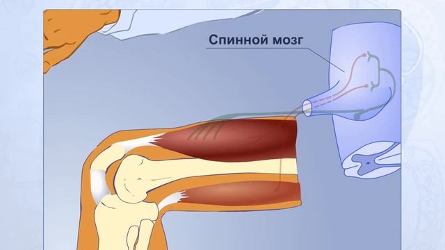 Коленный рефлекс. Анатомия человека смотреть онлайн