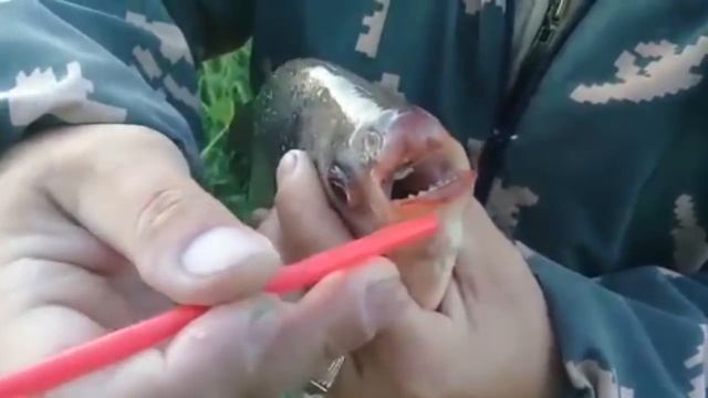 В Новомосковске поймана рыба с человеческими зубами смотреть онлайн