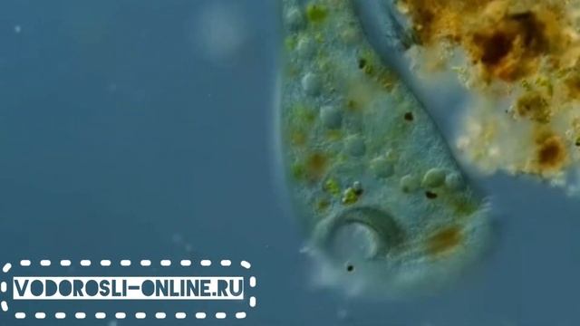 Подводные обитатели под микроскопом смотреть онлайн