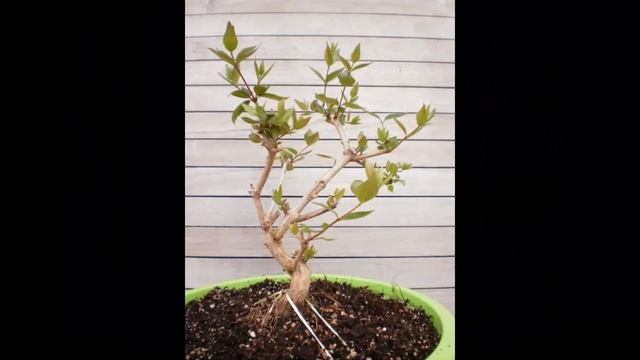 Abelia Grandiflora 'Rose Creek'