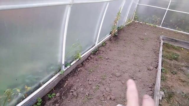 Фацелия пижмалистная, как седерат для почвы, как сажать и какие ошибки можно допустить. смотреть онлайн