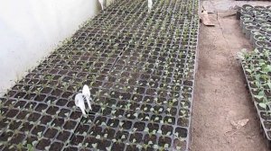 Чем кормить рассаду капусты?