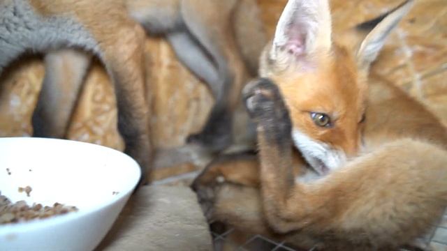 ДНЕВНИК ЛИСЫ. Два красавчика спят после несостоявшегося завтрака. смотреть онлайн