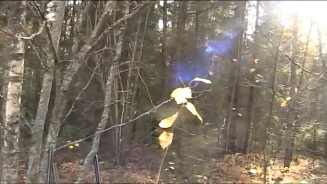 27.10.2020 г. охота на ЛОСЯ и КАБАНА с РЕЛ и ЗСЛ . смотреть онлайн