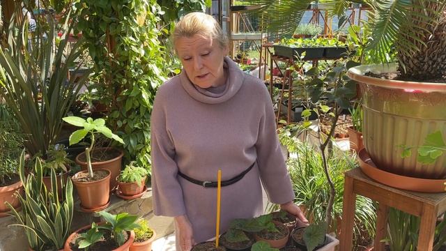 БЕГОНИЯ: семена или клубни?