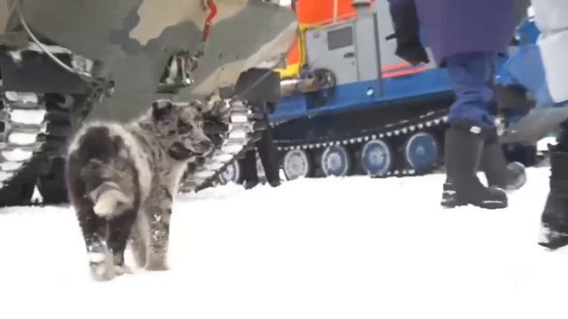 «Урок безопасности» в заполярной Каратайке. Экспедиция. День шестой смотреть онлайн