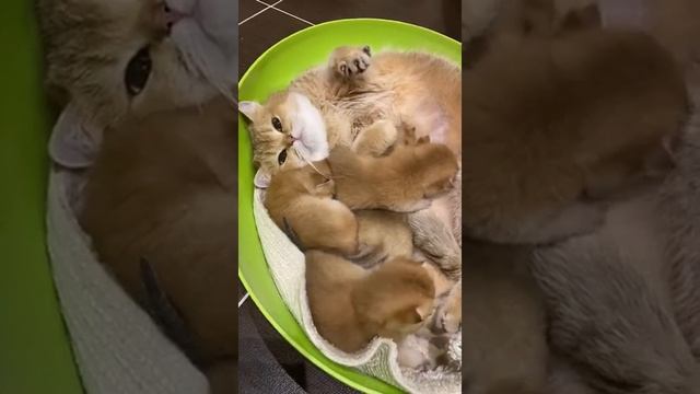 Британская золотая шиншилла #котята #смешныекотята #кошки смотреть онлайн