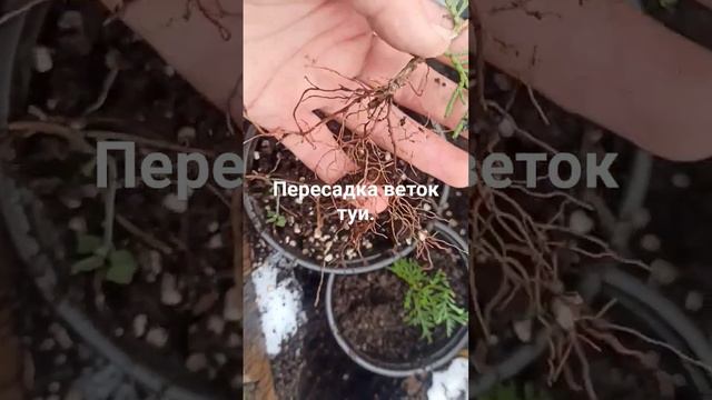 Как из ветки укоренить ТУЮ.?Просто и легко. смотреть онлайн