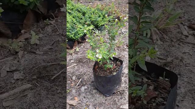 Tanaman hias taiwan beauty putih I Cuphea hyssopifolia смотреть онлайн