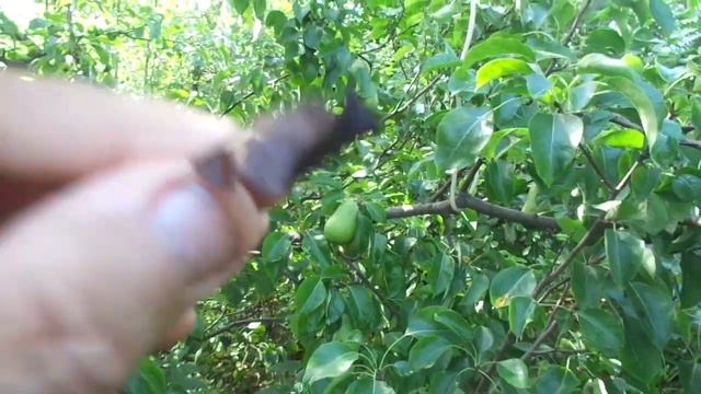 ЧТО ДЕЛАТЬ ,ЕСЛИ НА ГРУШИ ЛИСТЬЯ ЧЕРНЕЮТ ?Досмотрите это видео есть решение этой проблемы! смотреть онлайн