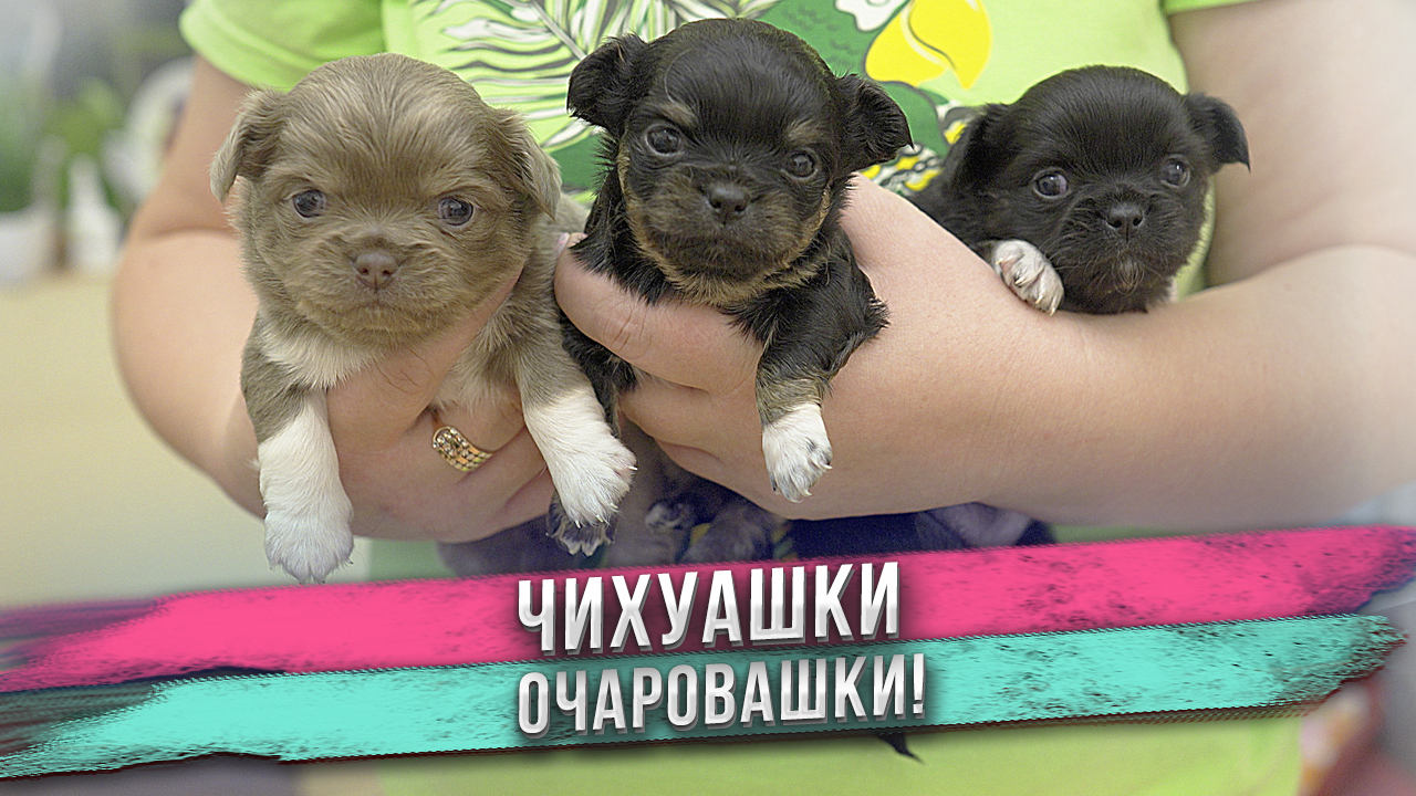 Чихуахуа - это конечно... Лучшая порода маленьких собак? смотреть онлайн