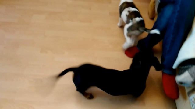 Лайка в гостях у таксы смотреть онлайн