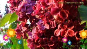 Сирень обыкновенная Красная Москва. Краткий обзор, описание характеристик syringa vulgaris