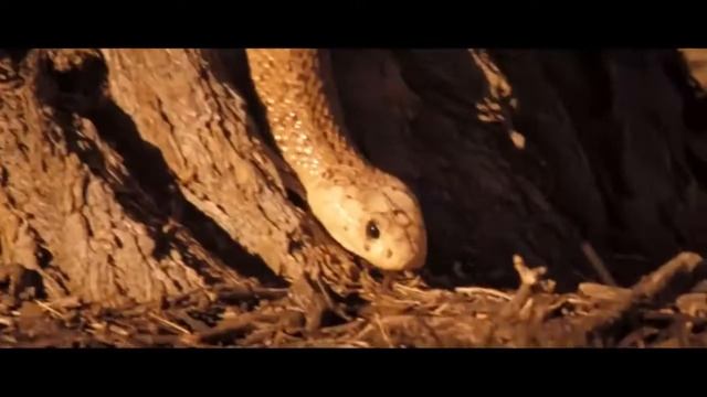 Африка природный мир Калахари /Africa the natural world of the Kalahari смотреть онлайн